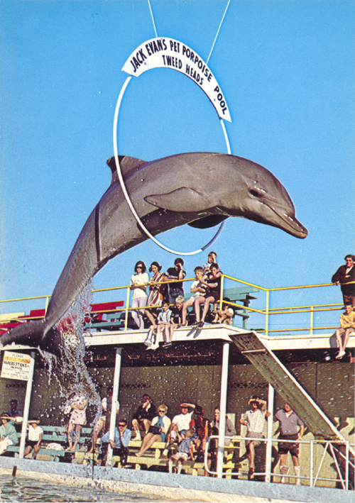 Tweed Heads - Pet Porpoise Pool - 5 - 500x709.png